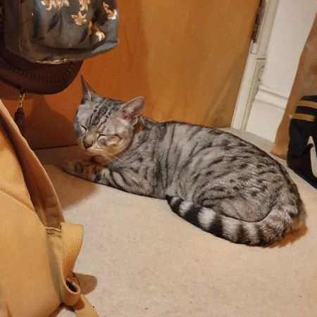 Missing Bengal Cats in Chester-le-Street