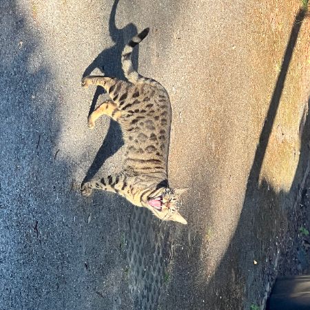 Missing Bengal Cats in Woodford Green