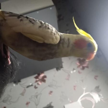 Missing Cockatiel Birds in Luton