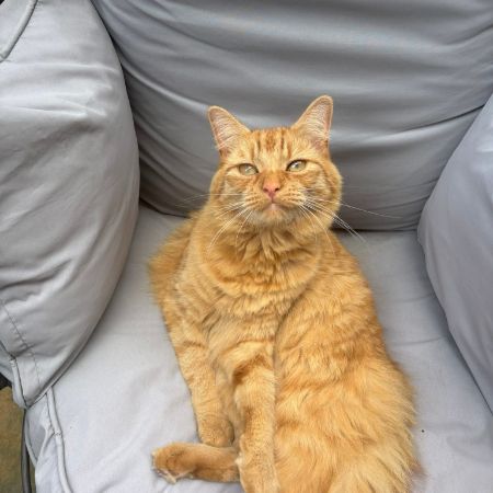 Missing Semi-Long Hair Cats in Ipswich
