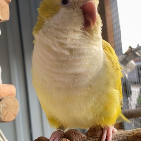 Missing Parrot, Parakeet Birds in Grimethorpe