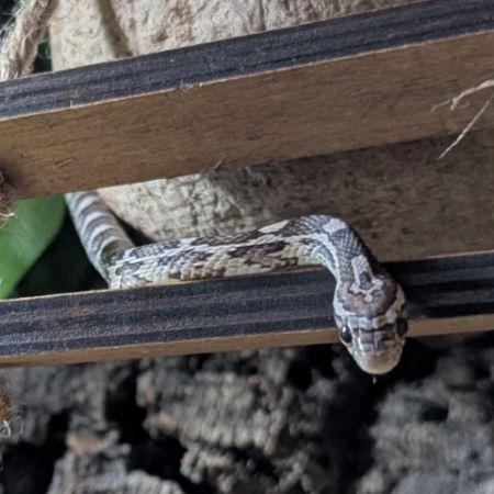 Missing Corn Snakes in Walthamstow
