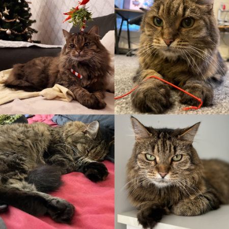 Missing Semi-Long Hair Cats in Didcot