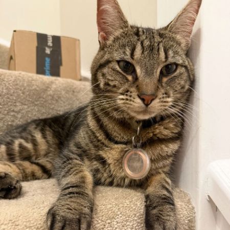 Missing Tabby Cats in Longwick