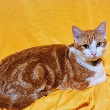 Missing Domestic Short Hair Cats in Woking 