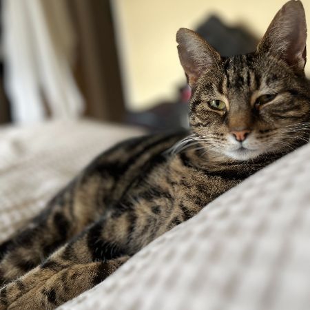 Missing Tabby Cats in Parkstone, Poole