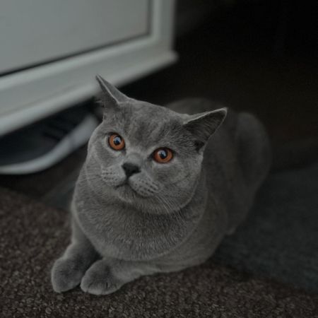 Missing British Short Hair Cats in Swindon