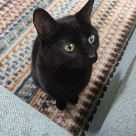 Missing Domestic Short Hair Cats in Northampton