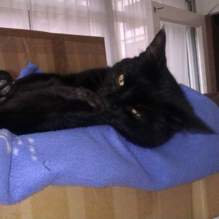 Missing Domestic Short Hair Cats in London