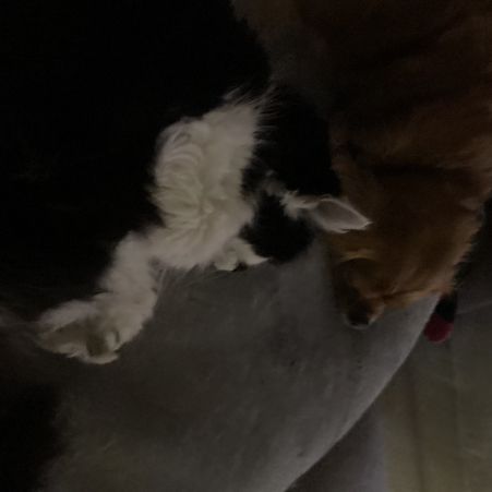 Missing Domestic Short Hair Cats in Kingsteignton