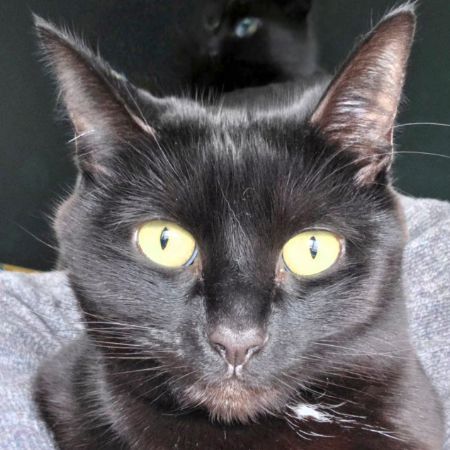 Missing British Short Hair Cats in Witham