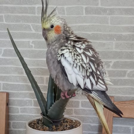 Missing Cockatiel Birds in Reigate