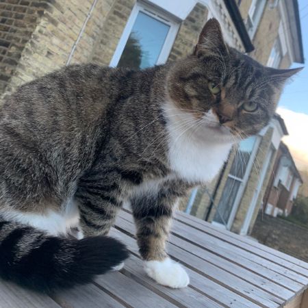 Missing Mixed Breed Cats in Croydon