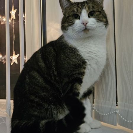 Missing Mixed Breed Cats in Failsworth 