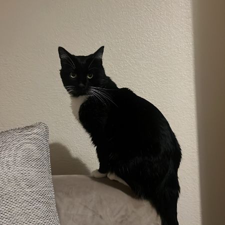 Missing Domestic Short Hair Cats in Hall Green