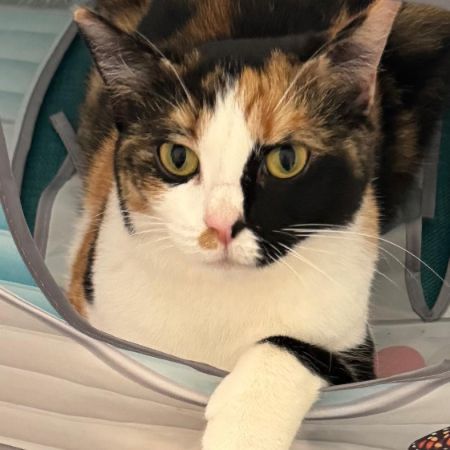 Missing Moggy Cats in Milborne Port