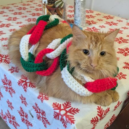 Missing Unknown - Other Cats in RUGBY