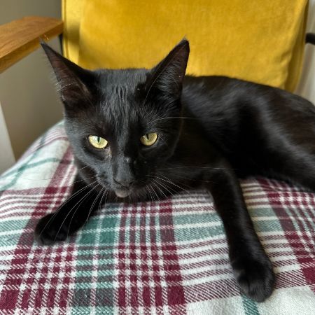 Missing British Short Hair Cats in London