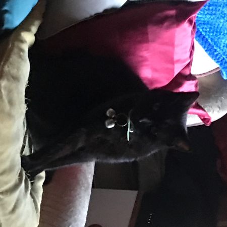 Missing Unknown - Other Cats in Ripley