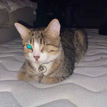 Missing Tabby Cats in Sittingbourne - Shakespeare Road 