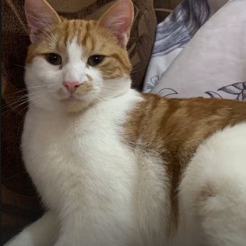 Missing Tabby Cats in Smethwick