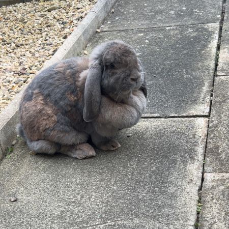 Missing Lop Eared Rabbits in Whitecraig 