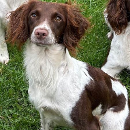 Missing Spaniel Dogs in Swinscoe , Ashbourne 