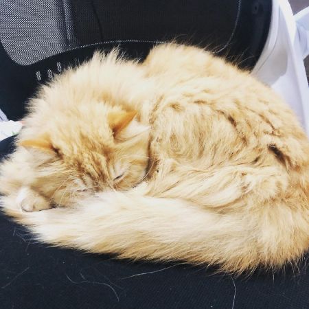 Missing Mixed Breed Cats in Stoneleigh