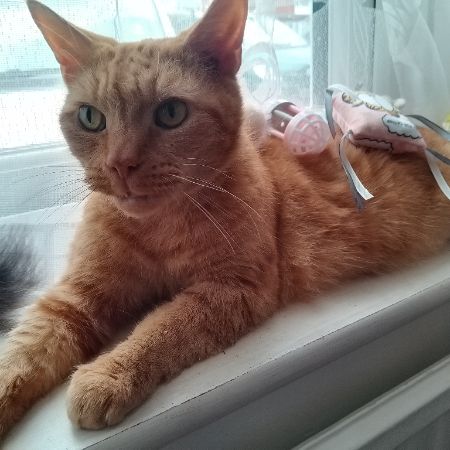 Missing Domestic Short Hair Cats in Huncote 