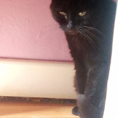 Missing British Short Hair Cats in Stevenage