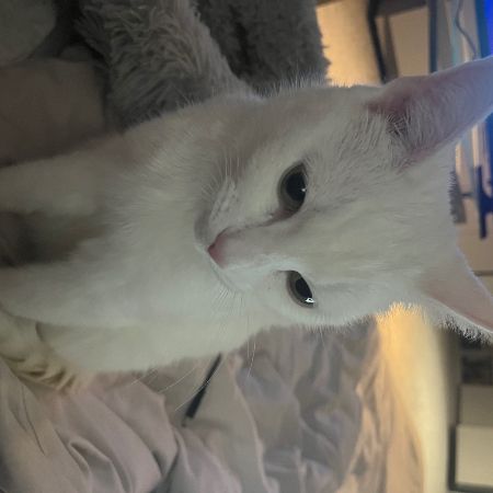 Missing Unknown - Other Cats in M206fj