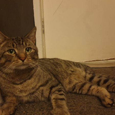 Missing Tabby Cats in Leeds