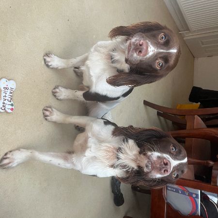 Missing Spaniel Dogs in White Notley PennettsFarm