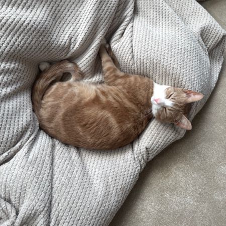 Missing Domestic Short Hair Cats in Leicester 