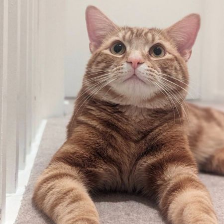 Missing Unknown - Other Cats in Stratford