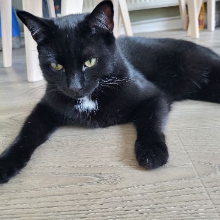 Missing British Short Hair Cats in Sompting