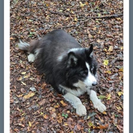 Missing Collie Dogs in Hackney Marsh 