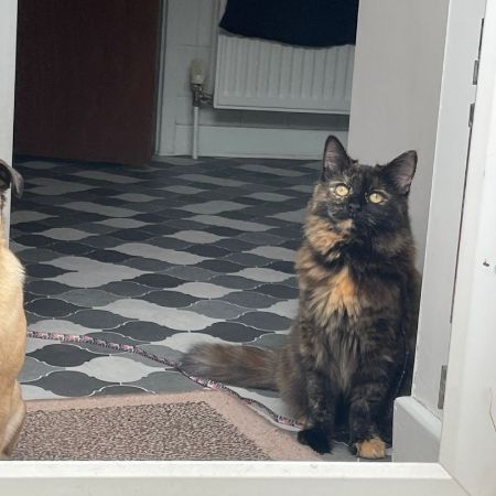 Missing Tortoiseshell Cats in Plympton