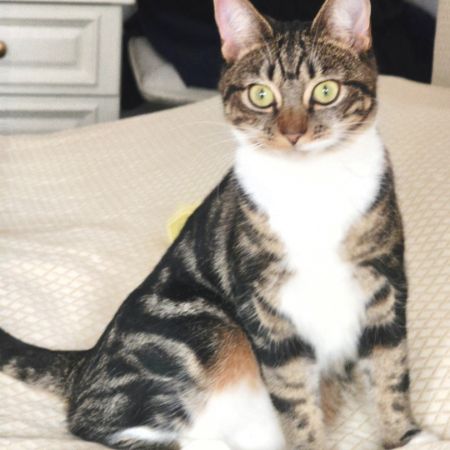 Missing Tabby Cats in Epsom