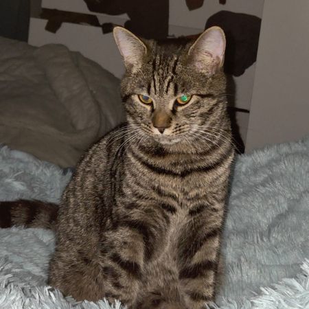 Missing British Short Hair Cats in Gillingham