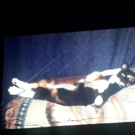 Missing Domestic Short Hair Cats in Nuthall