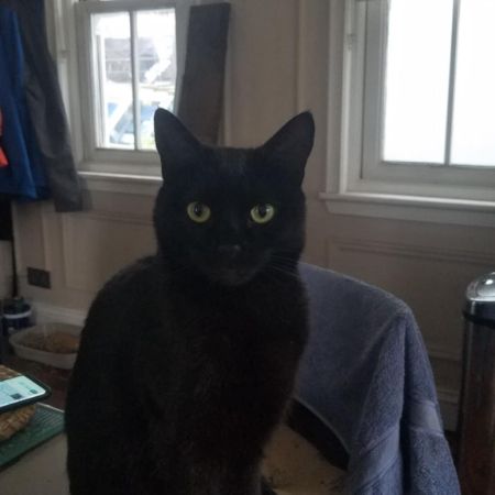 Missing British Short Hair Cats in Barking