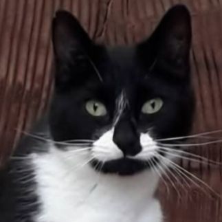 Missing Moggy Cats in Ormskirk