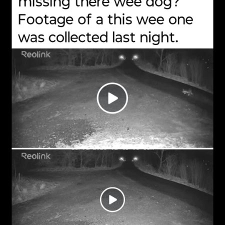 Missing Corgi Dogs in Speanbridge Highland Scotland 