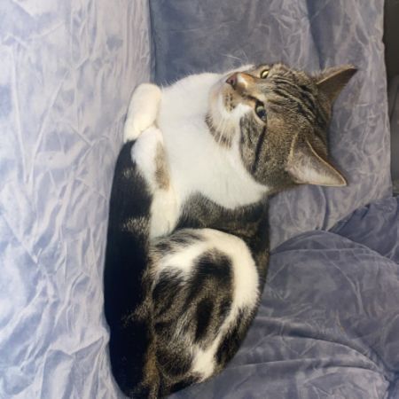 Missing Mixed Breed Cats in Luton