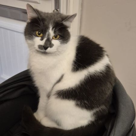 Missing Unknown - Other Cats in Honiton