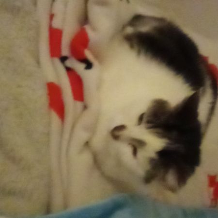 Missing British Short Hair Cats in Liphook