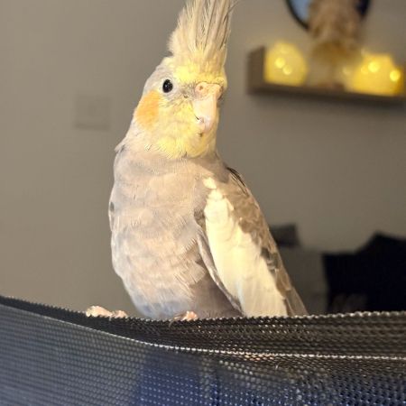 Missing Cockatiel Birds in Gedling 