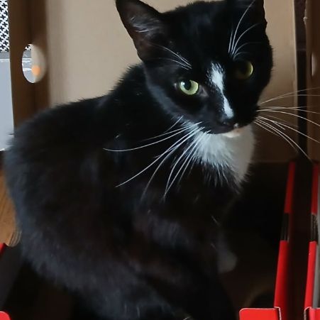 Missing Domestic Short Hair Cats in Mansfield