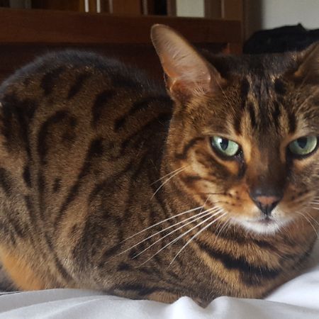 Missing Bengal Cats in Durham